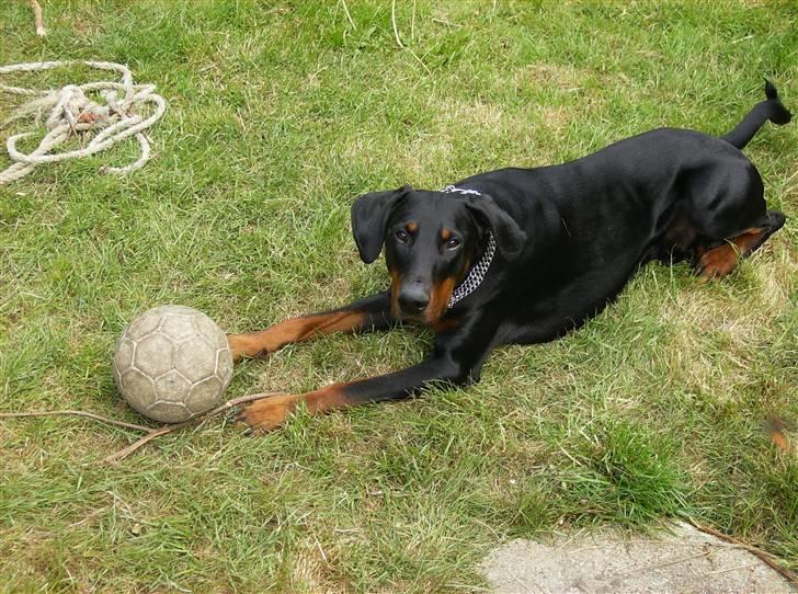 Dobermann Rocco R.I.P. -2008 - hmm.. du får ikke lov at tage bolden fra mig mor... billede 13