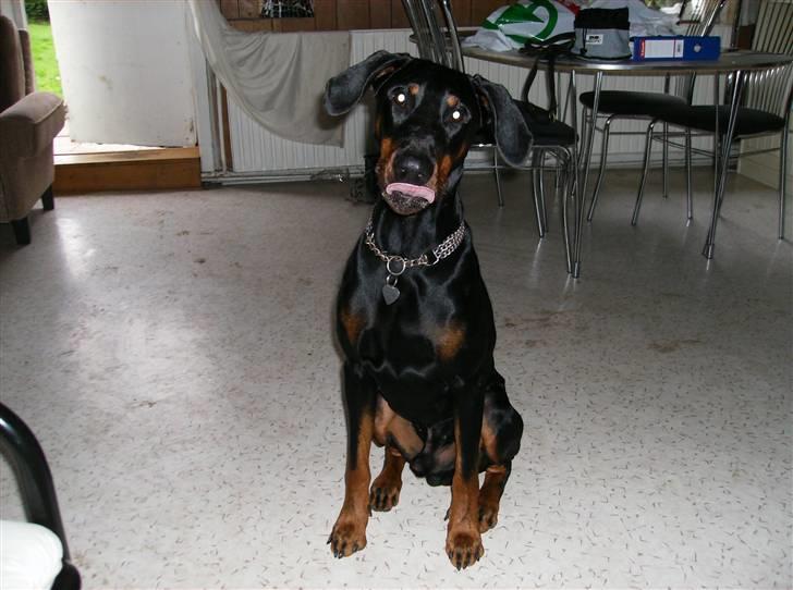 Dobermann Rocco R.I.P. -2008 billede 14