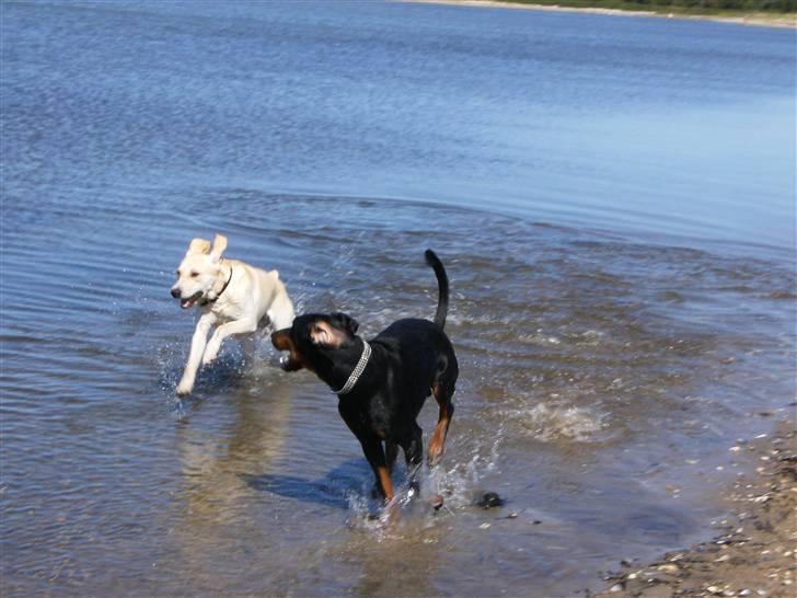 Dobermann Rocco R.I.P. -2008 - Rocco og tjalfe på stranden i fuld løb... :P billede 15