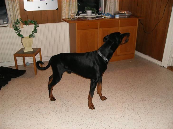 Dobermann Rocco R.I.P. -2008 - min super dejlige og højt elskede vagthund.... :P billede 16