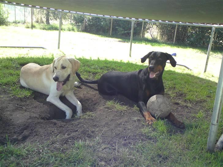 Dobermann Rocco R.I.P. -2008 - rocco og tjalfe... bedste venner.. ! billede 17