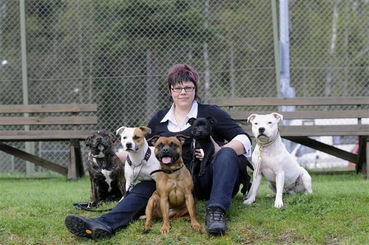 Staffordshire bull terrier Little Frogs - Jag med Louie, Gunnel, Lilo, Saga och Günter  billede 16
