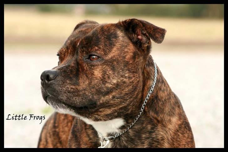 Staffordshire bull terrier Louie - SEUCH Chaka Zulu Chief Of Skystaff Starbuck “Louie” 2år *ny* billede 1