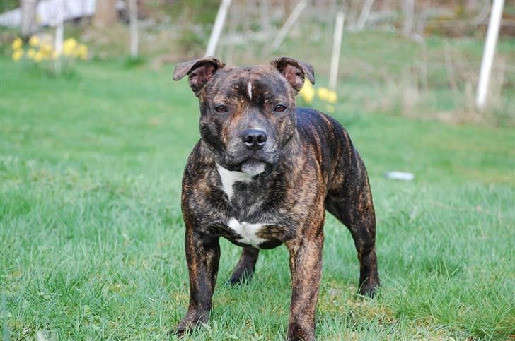 Staffordshire bull terrier Louie - posar :D  billede 2