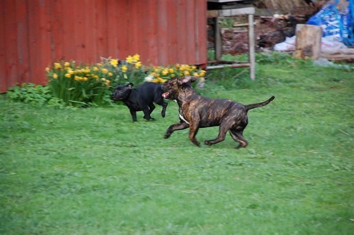 Staffordshire bull terrier Louie - 2008-05-03 Busar med Saga billede 3