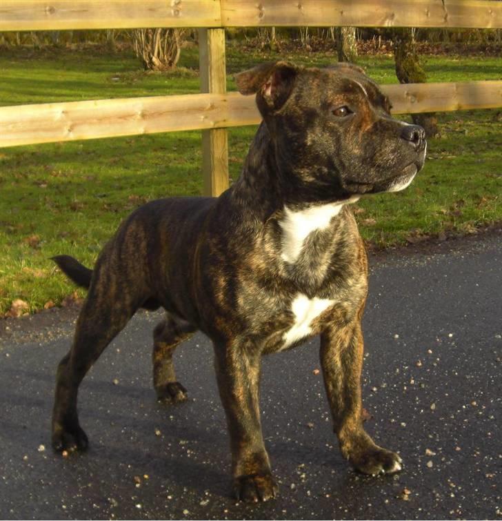 Staffordshire bull terrier Louie - Chaka Zulu Chief Of Skystaff Starbuck “Louie” 8 månader  billede 4
