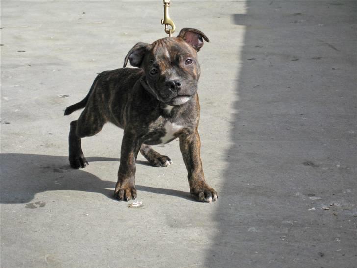 Staffordshire bull terrier Louie - Chaka Zulu Chief Of Skystaff Starbuck “Louie” 9veckor billede 5