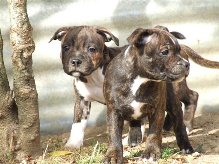 Staffordshire bull terrier Louie - Louie med sin bror 7v billede 6