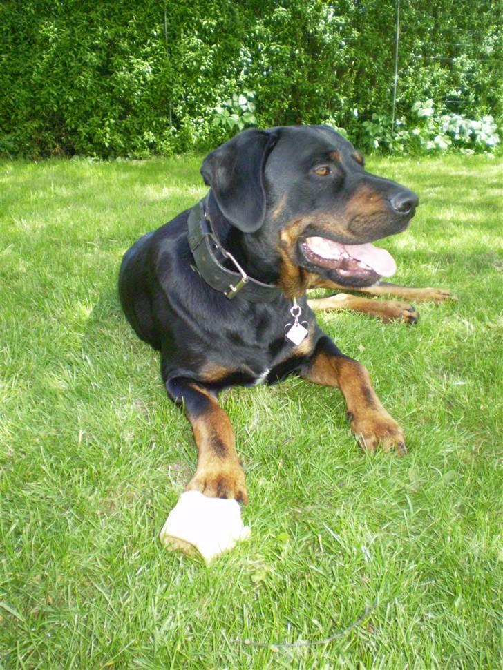 Blanding af racer Max - Skal lige slappe af efter at have leget.. billede 2