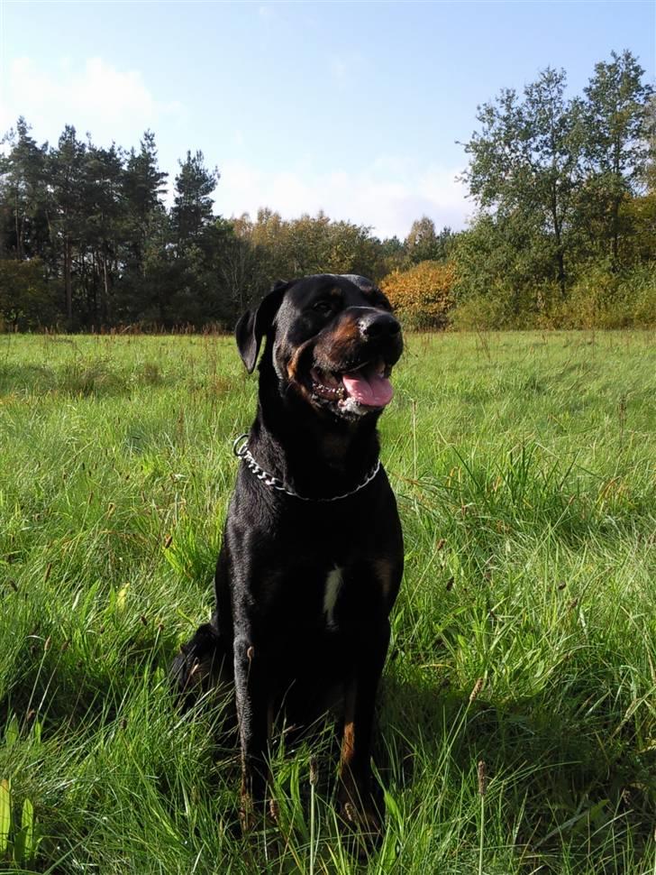 Blanding af racer Max - :D billede 3