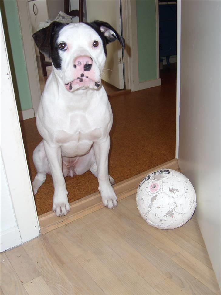 Amerikansk bulldog Freja - Freja henter mig for at lege med fodbolden billede 18