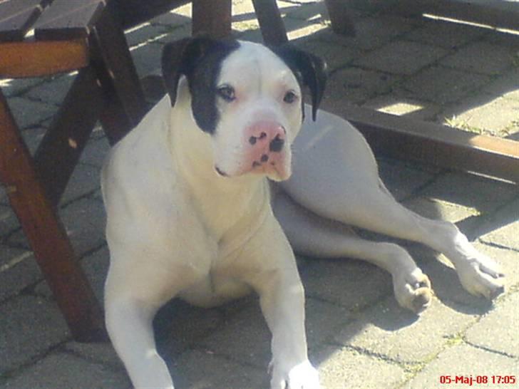 Amerikansk bulldog Freja - Sommeren 08 på terassen billede 19