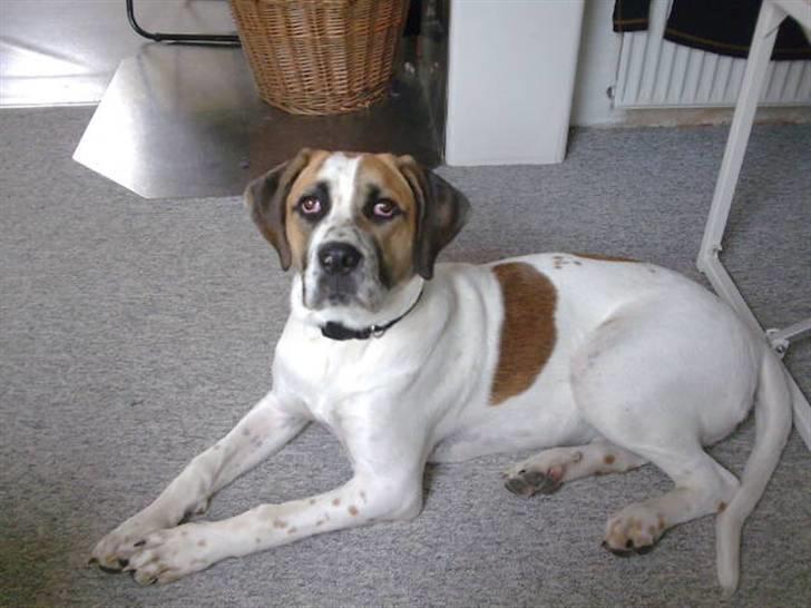 Blanding af racer Baby billede 7