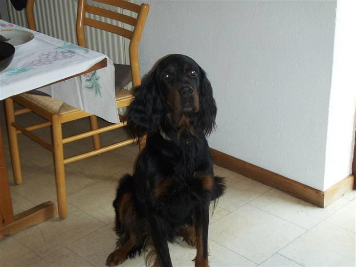 Gordon setter jong. billede 1