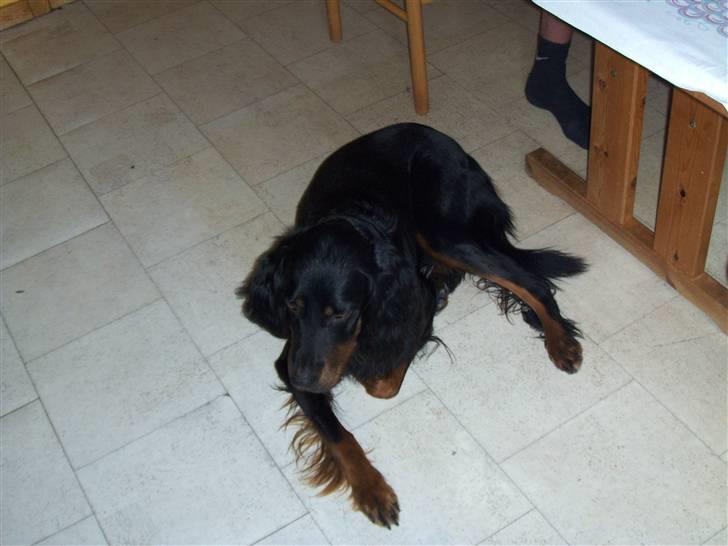 Gordon setter jong. billede 2