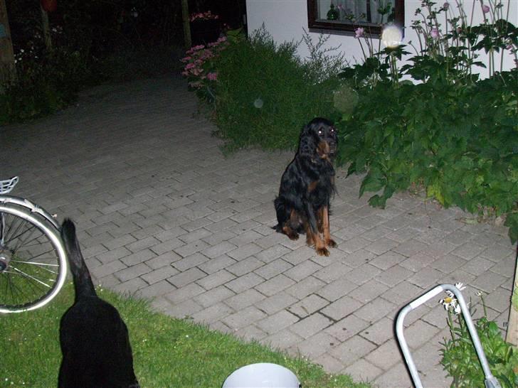 Gordon setter jong. billede 3