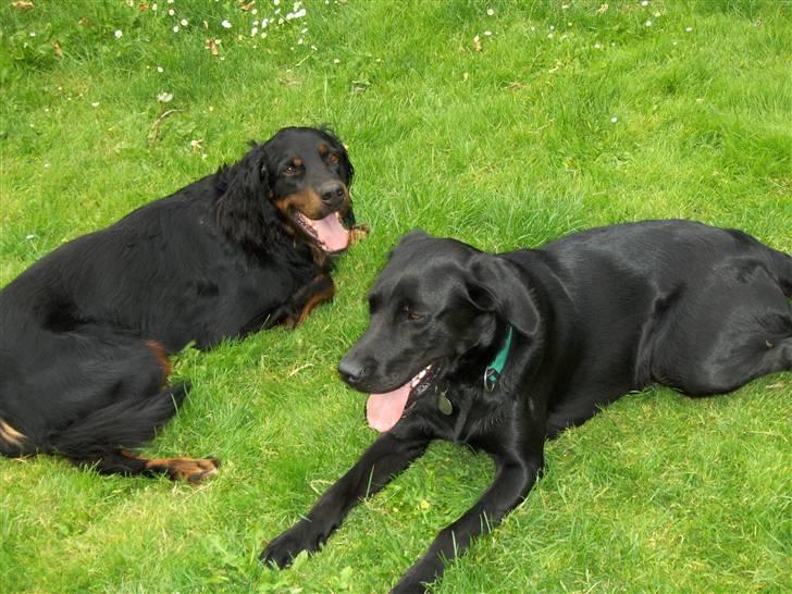 Gordon setter jong. billede 5