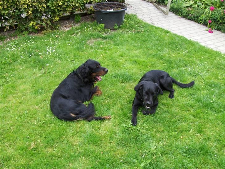 Gordon setter jong. billede 6