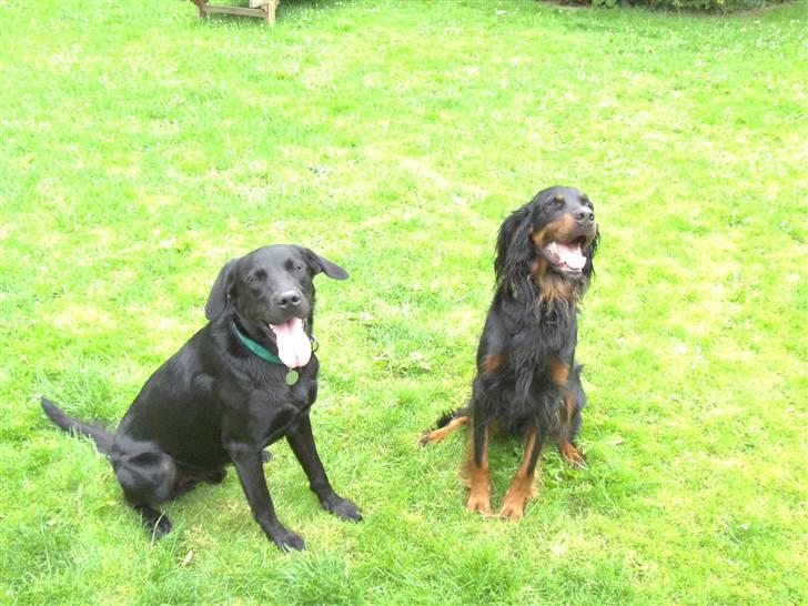 Gordon setter jong. billede 7