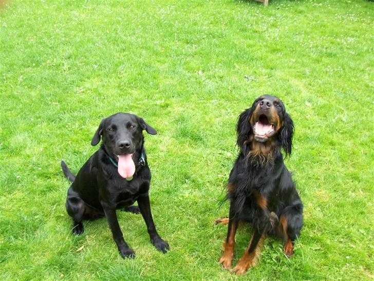 Gordon setter jong. billede 8