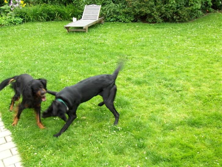 Gordon setter jong. billede 9