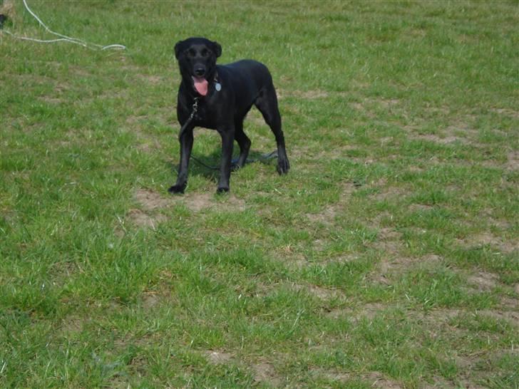 Labrador retriever Daisy billede 1