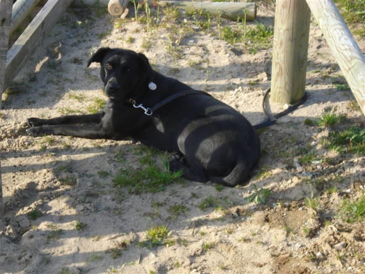 Labrador retriever Daisy billede 2