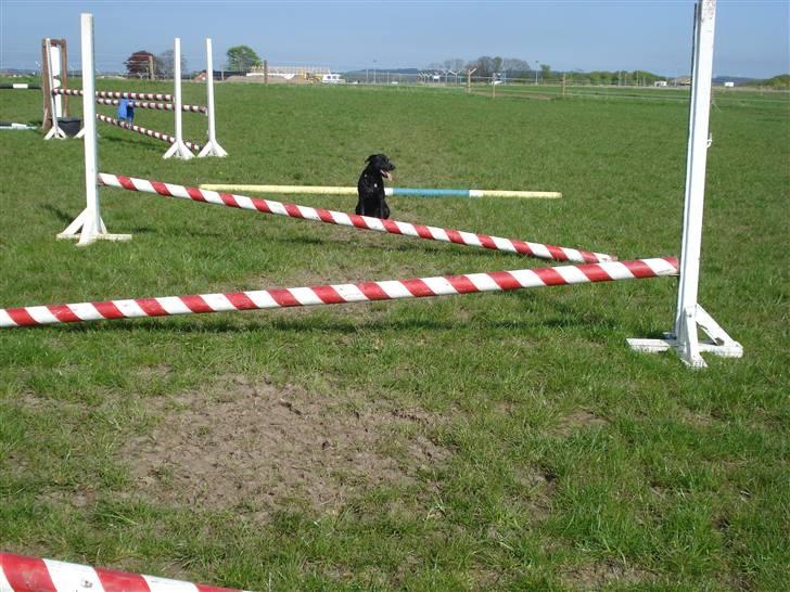 Labrador retriever Daisy billede 3