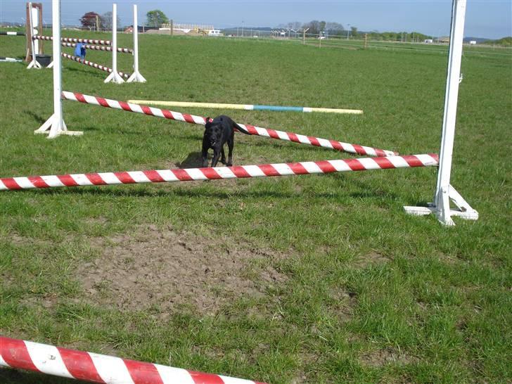 Labrador retriever Daisy billede 4