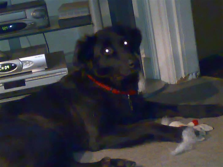 Blanding af racer Tilde - Hmmmmm mor jeg legede altså lige billede 8