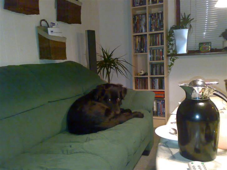 Blanding af racer Tilde - moaaaarrrrr jeg sover altsååååå billede 9