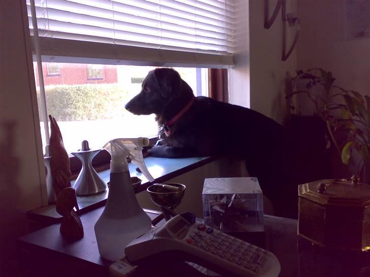 Blanding af racer Tilde - hey hvad laver i der ude  på gaden???? intet må gå min næse forbi.....looool billede 10