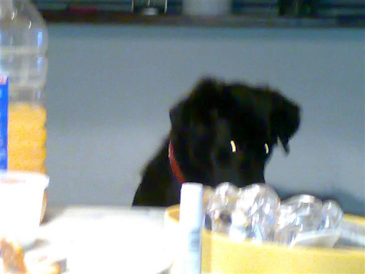 Blanding af racer Tilde - nej mor ikke nu jeg er lidt genert billede 11