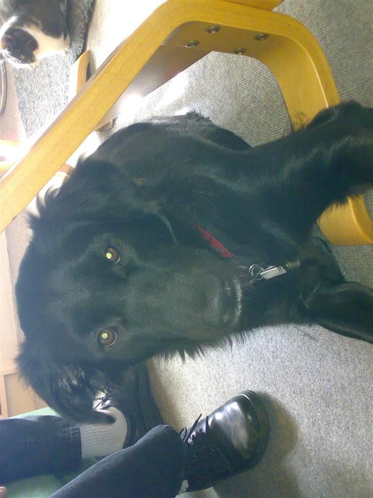 Blanding af racer Tilde - total afslapning se lige silke hun efteraber...... billede 12