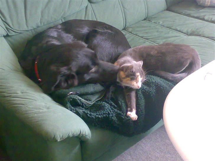 Blanding af racer Tilde - min bedste ven og jeg tager lige en slapper på sofaen efter legeri i vores dejlige have....det var altså lige lidt hårdt billede 15