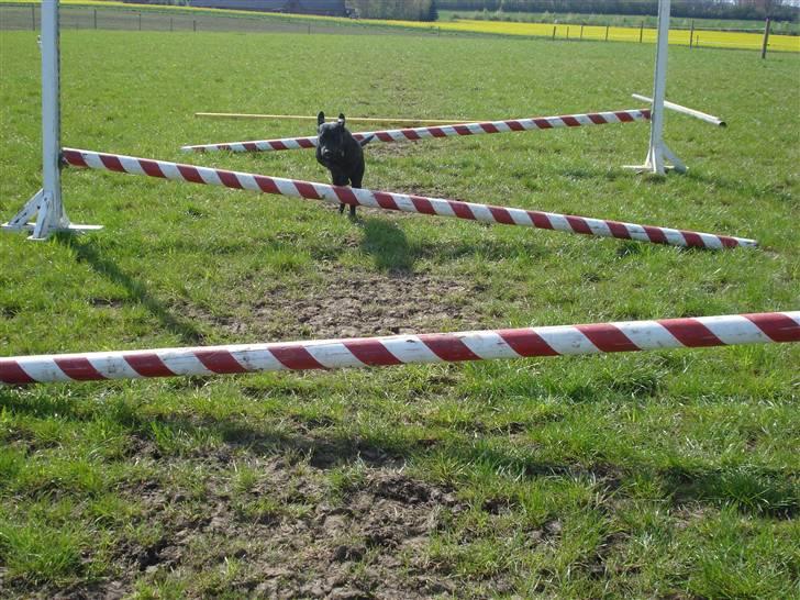 Labrador retriever Daisy billede 5