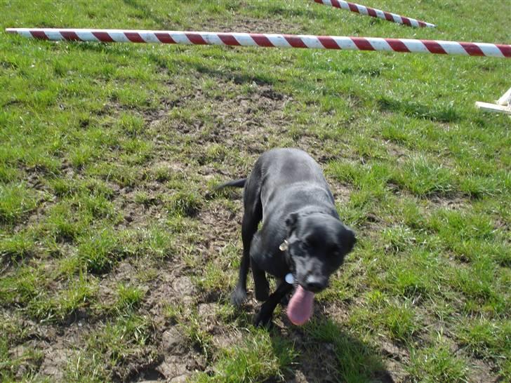 Labrador retriever Daisy billede 6