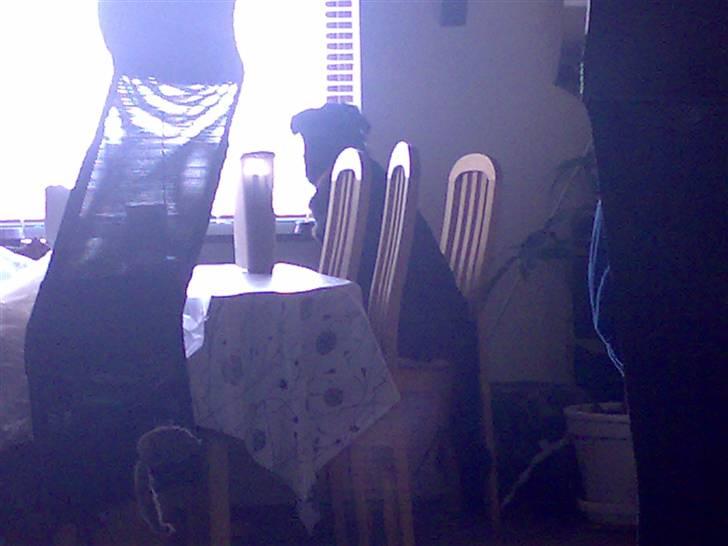 Blanding af racer Tilde - åhhhh åhhhh bare ikke mor ser at jeg er kravlet op på stolen.....men det er altså så spændene her ude... billede 16