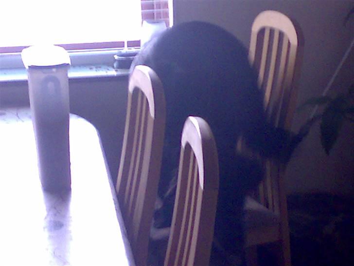 Blanding af racer Tilde - åhhhhh nej det gjorde hun lad mig komme ned det kan kun gå for langsomt.... billede 17