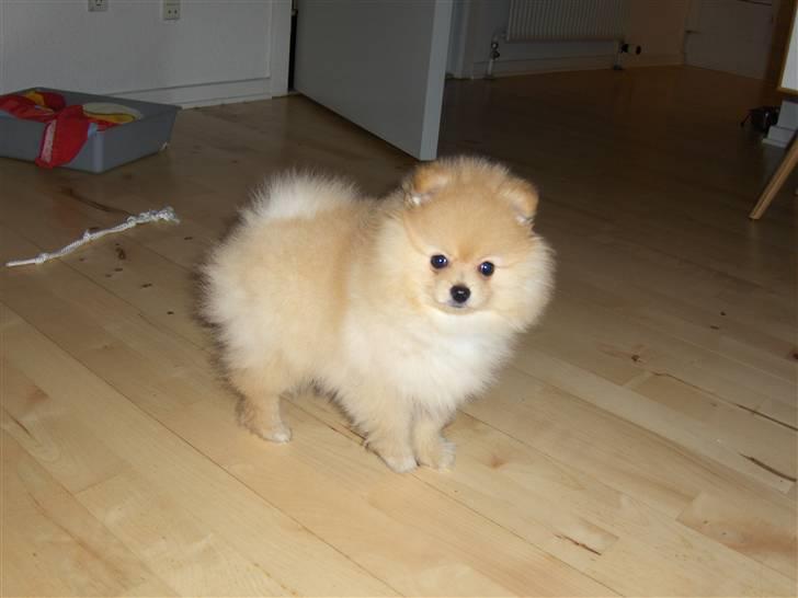 Pomeranian Svendsen - 9-10 uger billede 8