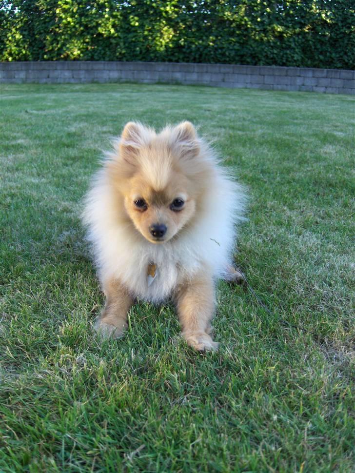 Pomeranian Svendsen - maj 08 se mit flotte hår ca 5 mdr. billede 9