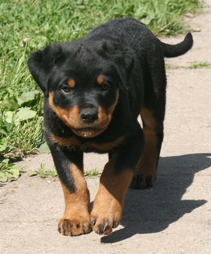 Rottweiler Odine Vom Rangau *død* billede 7
