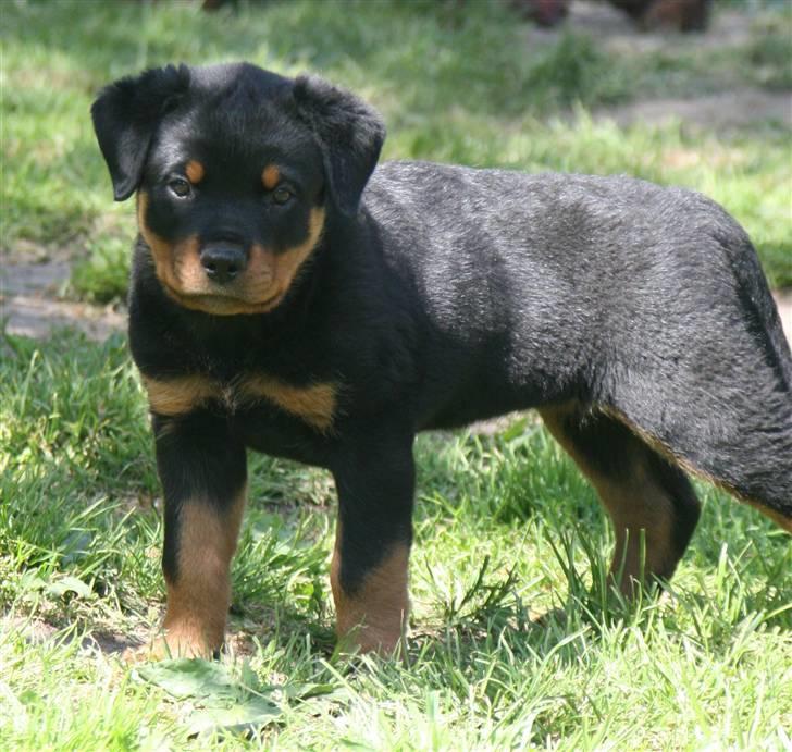 Rottweiler Odine Vom Rangau *død* billede 8