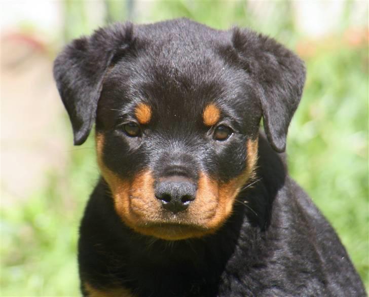 Rottweiler Odine Vom Rangau *død* - "Hva nu"? billede 9
