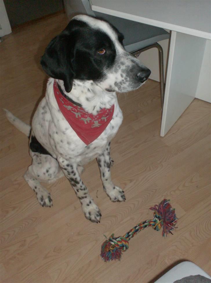 Blanding af racer Victor billede 19