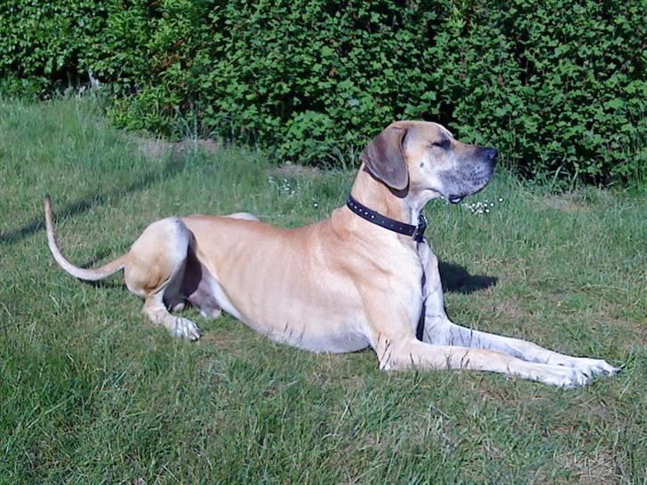 Grand danois GIMLI **HIMMELHUND** - Man er vel lidt fotogen. billede 1