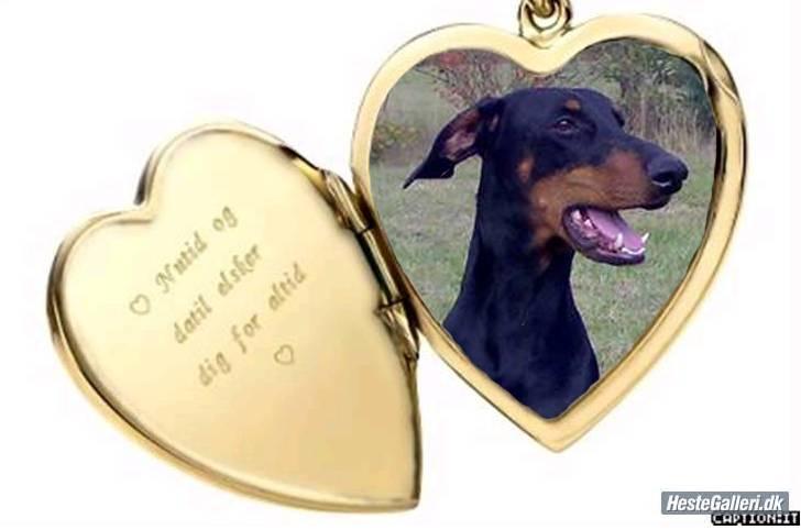 Dobermann Kinney - Kinney slapper af efter hun har fodret hendes hvalpe billede 1