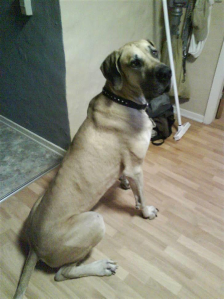 Grand danois GIMLI **HIMMELHUND** - Hmmm... Vender jeg nu ryggen til kan det være du smutter væk med det kammera. billede 2