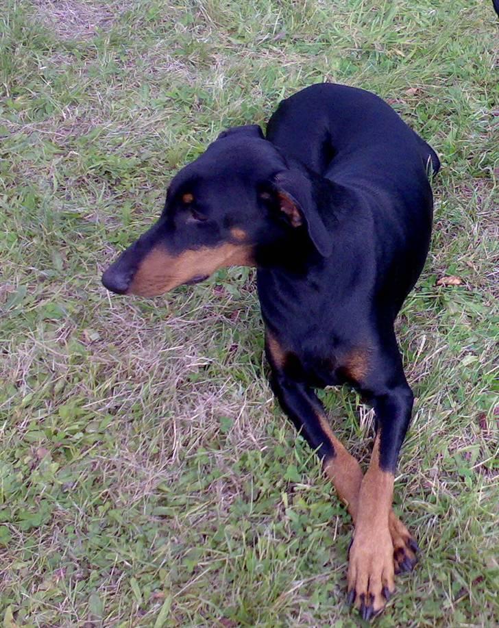 Dobermann Kinney billede 2