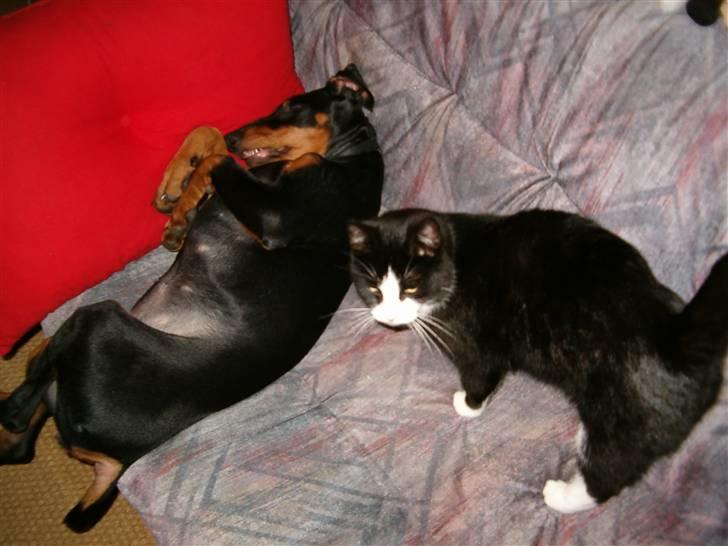 Dobermann Kinney - Kinney sover med hendes ven katten Fredrik billede 3